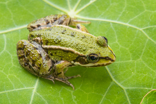 rana esculenta - common european green frog on a dewy leaf