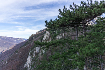 Pines in the foreground with the mountains of the Domogled - Valea Cernei National Park in the background