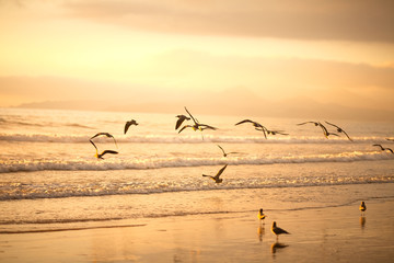 Flock of seagulls on the beach of La Serena, Chile