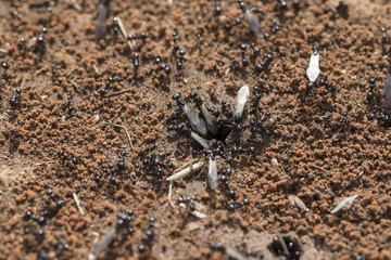 ants with wings