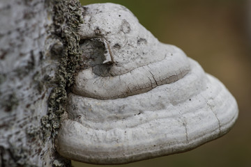 White polypore on birch trunk acro photo