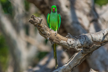 Rajasthan, India - between Delhi and Pakistan, a desertic region where a wide range of wildlife can be seen at close range: birds, deers, monkeys, moongooses, 100% wild and free