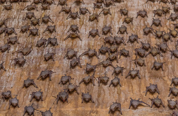 Rajasthan, India - between Delhi and Pakistan, a desertic region where a wide range of wildlife can be seen at close range: birds, deers, monkeys, moongooses, 100% wild and free