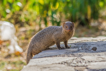 Rajasthan, India - between Delhi and Pakistan, a desertic region where a wide range of wildlife can...