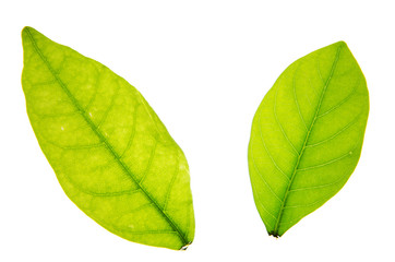 Obraz premium Leaves isolated on white background