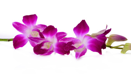purple orchid flower isolated on white background.