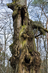 alter totet Baum, morscher löchriger Baum