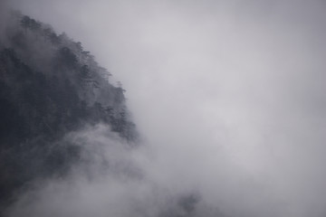 Cold, dramatic scenery with pine forest engulfed in mist and heavy fog during a chilly winter morning in the Cerna Mountains near Baile Herculane
