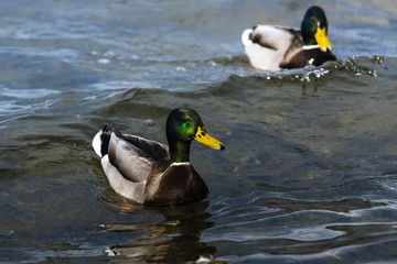 Stockenten auf dem Wasser, zwei Stockenten Männchen, schwimmende enten
