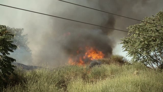 Fire in summer: Bushes and forest burning