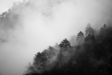 Coniferous forest in the embrace of thick fog on a cold winter morning