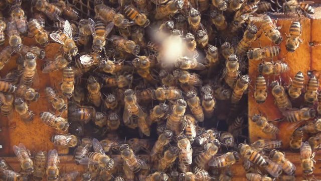 Slow motion detail of crowded bee hive entrance with workers landing 205 fps