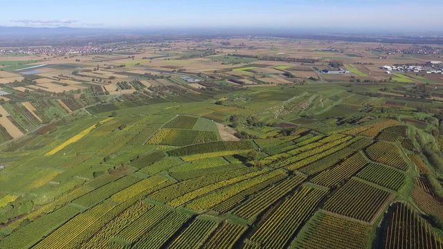 Weinberge Reben Kiechlinsbergen