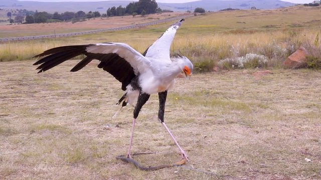 Secretary Bird kicking a rubber snake pulled by handler off screen slow motion 250 fps