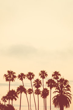 Background Image of Palm Trees at Sunset With Copy Space