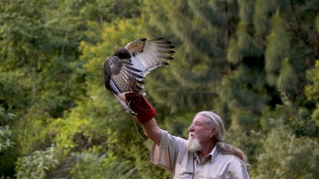 Side view of falconer training eagle to come to the glove slow motion 250 fps