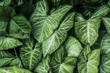 Green leaf isolated background