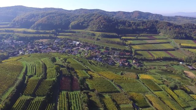 Weinberge Reben Kiechlinsbergen