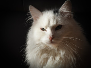 Weiße Langhaar Katze vor einem schwarzem Hintergrund. 