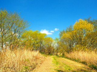 Fototapeta premium 春の河川敷風景