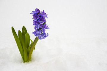 Сиреневый гиацинт в снегу. Изображение весеннего цветка гиацинта с местом для текста.