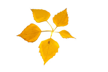 leaf isolated on white background