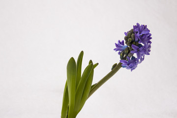 Purple hyacinth blossomed among the snow. Spring flower in the snow.