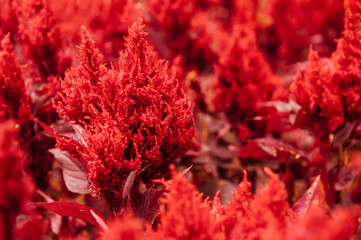 Close up shot of Red celosia - celosia arrabona - celosia cristata or cockscomb flower