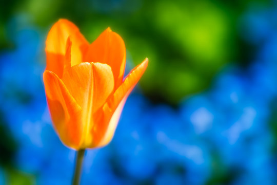 Orange Tulpe