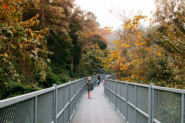 Obraz premium Tree top forest walk Canopy bridge with tourists in Queen Sirikit Botanic garden, Chiang Mai, Thailand