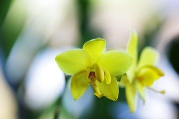 close up of yellow ground orchid flower background.