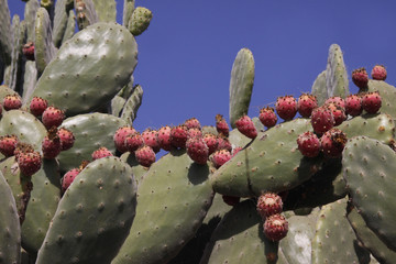 Opuntien (Opuntia)  rote Früchte