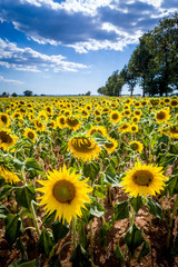 Fototapeta premium Sonnenblumenfeld in der Provence