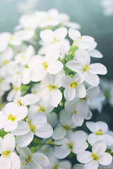 Fototapeta na wymiar Flower spring background. Spring blossoming garden, soft focus, toned