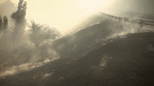 fire, smoke, disaster: desolation after the forest fire