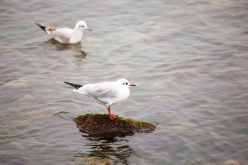seagull at sea