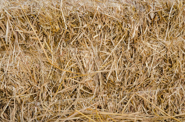 Rice straw background