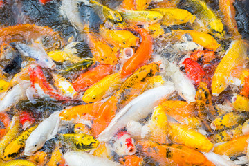 Obraz na płótnie Canvas Colorful hungry koi fish