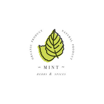 Packaging design template logo and emblem - herb and spice - mint leaf. Logo in trendy linear style.