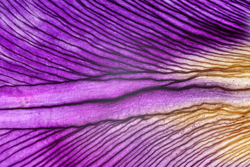 Fototapeta na wymiar iris petals closeup