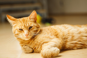 Fototapeta na wymiar Cute red careless cat with long ears looking at camera laying on floor