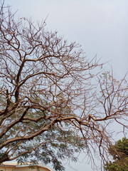 branches