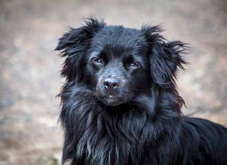 The Dog Head