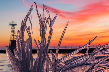 A plant encased in ice at sunrise in Chicago. 