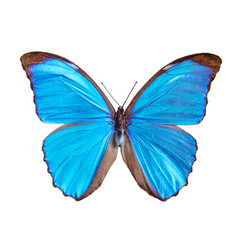 Blue butterfly tropical Morpho menelaus, Brasil, isolated on white background
