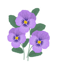 Purple pansy flowers on a white background. Vector illustration.