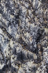 Guillemot (Uria aalge) colony, Isle of May
