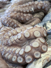 close-up of freshly caught fresh fish on the dock of the port. Octopus tentacles on sea bass rug