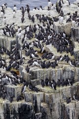 Guillemot (Uria aalge) colony, Isle of May