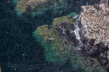 Seabird cliffs, Isle of May